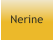 Nerine