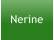 Nerine